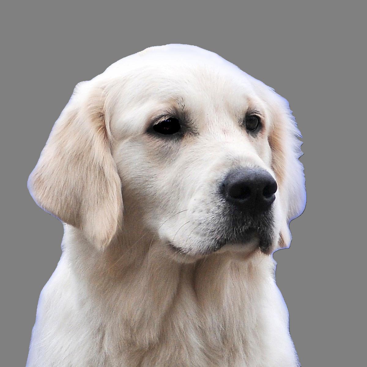 Ella Photograph Team head light grey