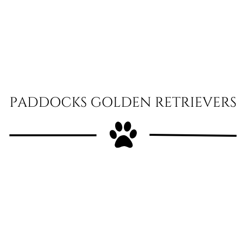PADDOCKS GOLDEN RETRIEVER (3)