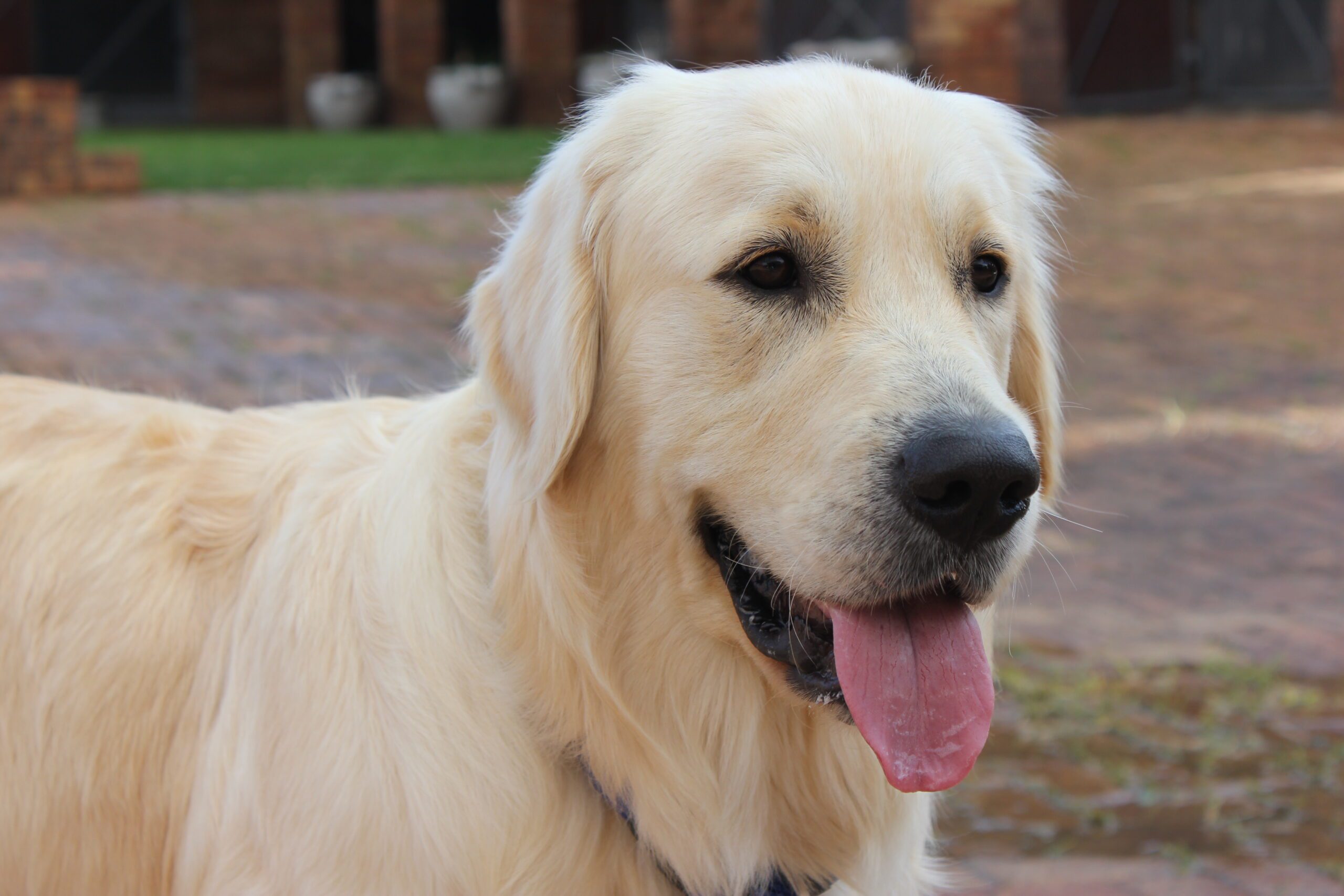 Mochavulin Sir Jacob of Paddocks 3